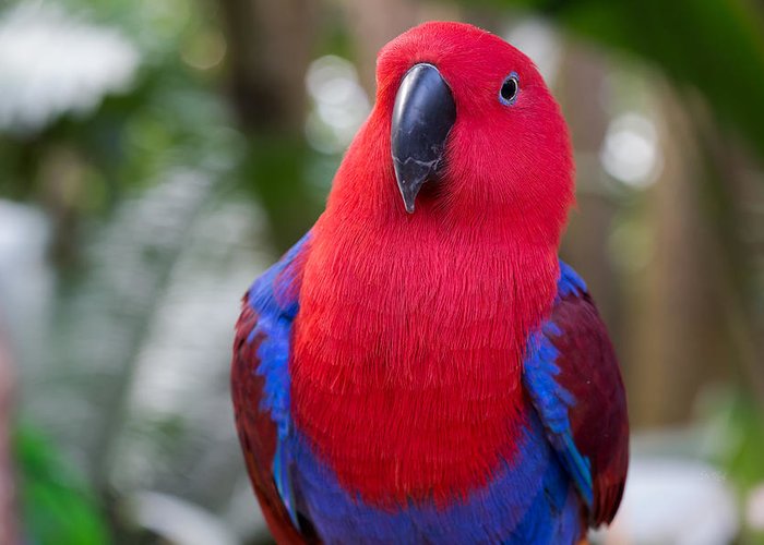 Bird 15 – Eclectus Parrot – Bird of the Week