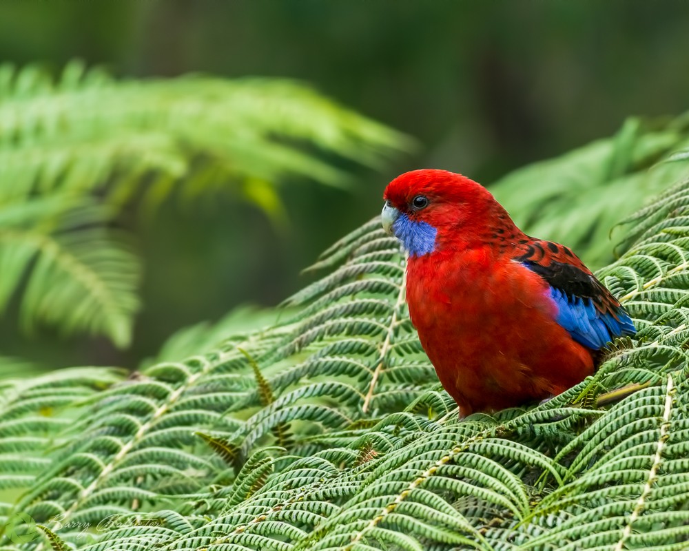 Australian Birds - Crimson Rosella